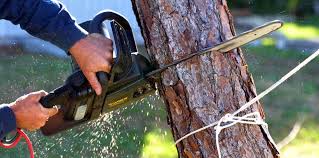 Best Tree Risk Assessment  in English Creek, NJ