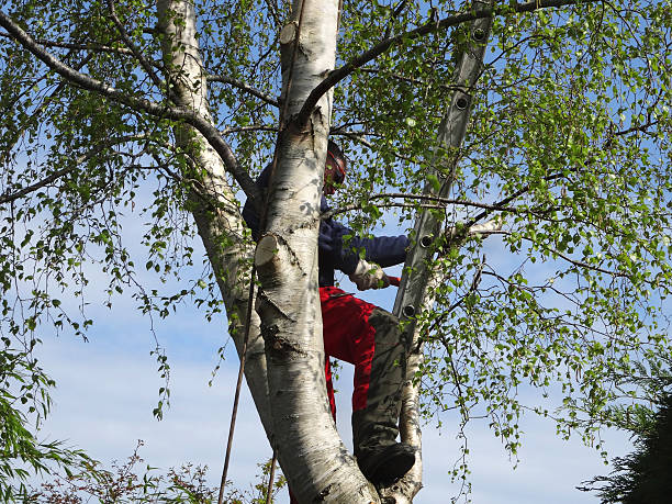 Leaf Removal in English Creek, NJ
