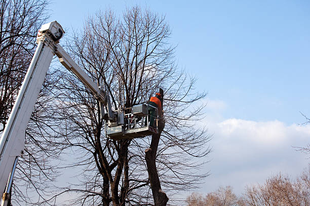 How Our Tree Care Process Works  in  English Creek, NJ